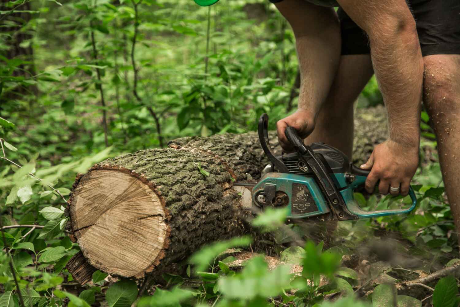 Best Tree Clearing Services  in Livonia, MI